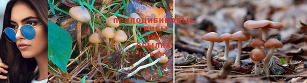 прущие грибы Богородск